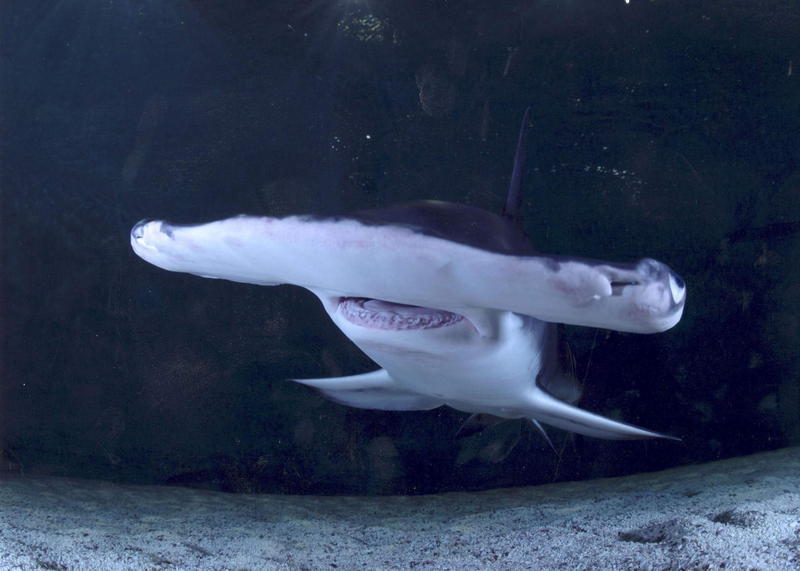 Illustration for article titled Shark Week Lied to Scientists to Get Them to Appear in "Documentaries"